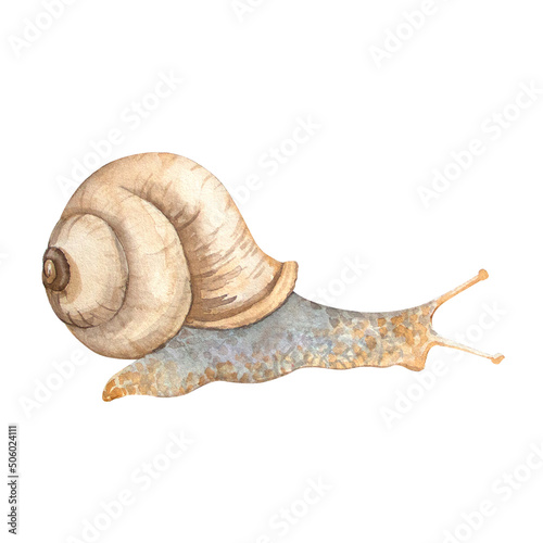 Watercolor snail on white background. Animal illustration for postcards, posters, textile design.