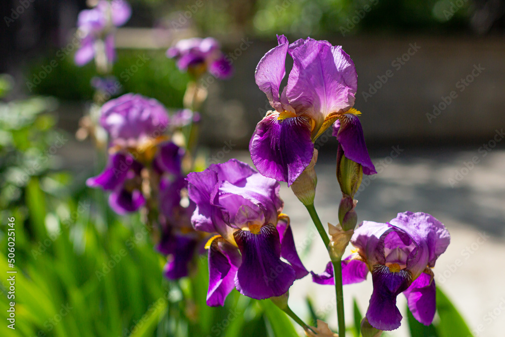 Lot Iris. Purple irises grow in the spring garden. A plant with impressive flowers, garden decoration. Iris flowers soaked in rain.