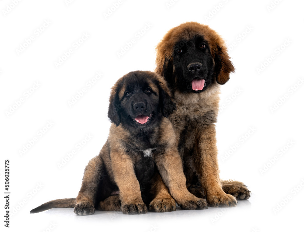 Obraz premium puppies Leonberger in studio