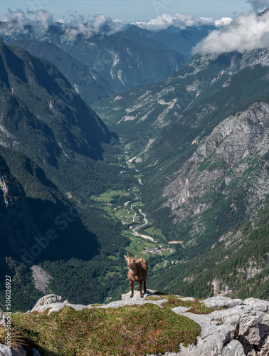 Alpine ibex in the Julian Alps high in the mountains © gljivec
