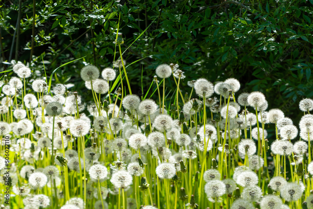 Obraz premium dandelions in the grass