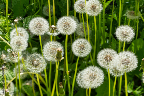 dandelions in the grass