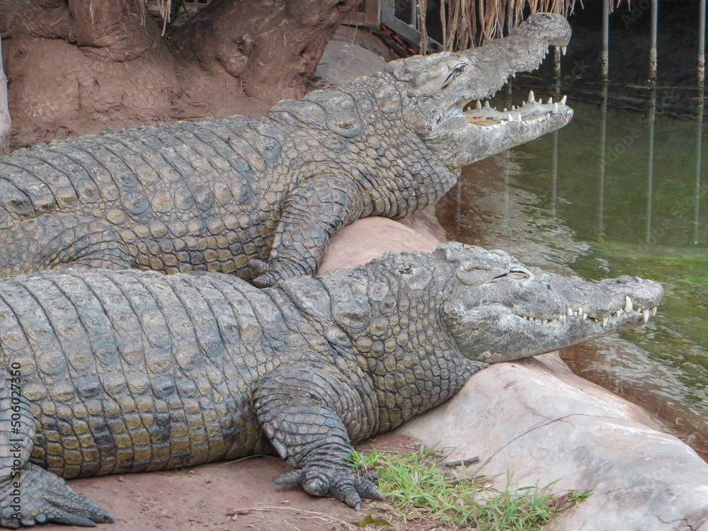 Crocodiles hanging around in South Africa.