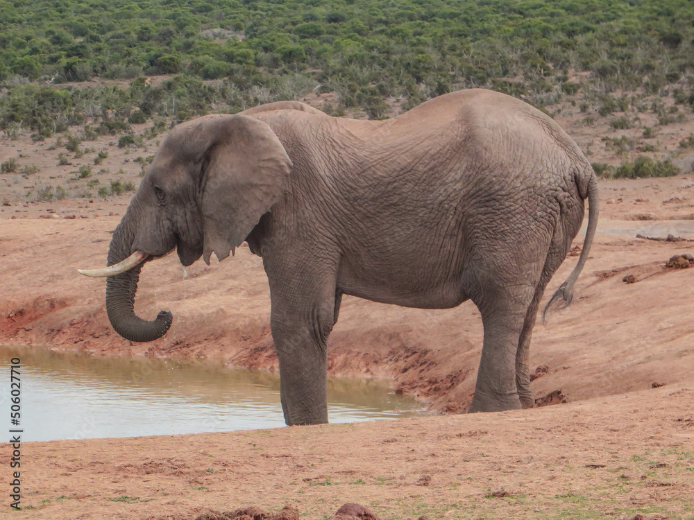 Fototapeta premium Elephant in the wild in South Africa.