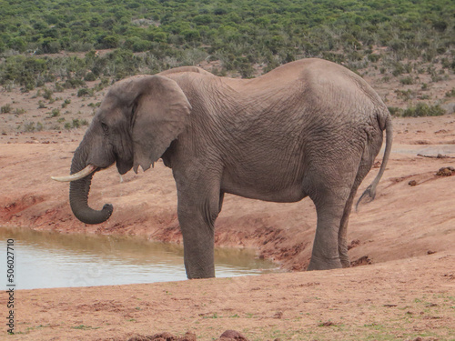 Elephant in the wild in South Africa.