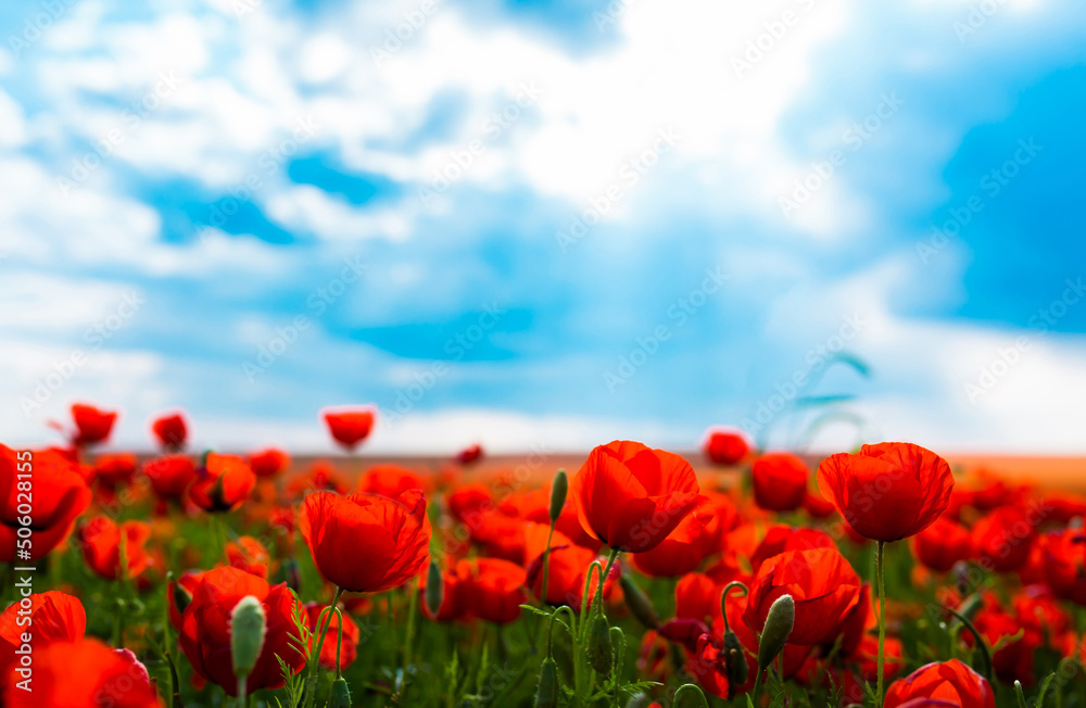 Spring, Field of poppy flowers against the blue sky with clouds. The concept of freshness of morning nature. Spring landscape of wildflowers. Beautiful landscape long banner. Spring, Field of poppy flowers against the blue sky with clouds. The concept of freshness of morning nature. Spring landscape of wildflowers. Beautiful landscape long banner.
