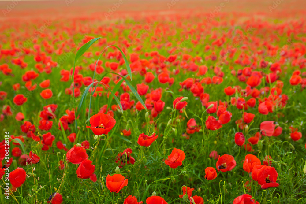 Fototapeta premium Spring, Field of poppy flowers against the blue sky with clouds. The concept of freshness of morning nature. Spring landscape of wildflowers. Beautiful landscape long banner.