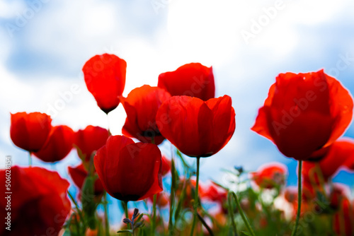 Spring  Field of poppy flowers against the blue sky with clouds. The concept of freshness of morning nature. Spring landscape of wildflowers. Beautiful landscape long banner.