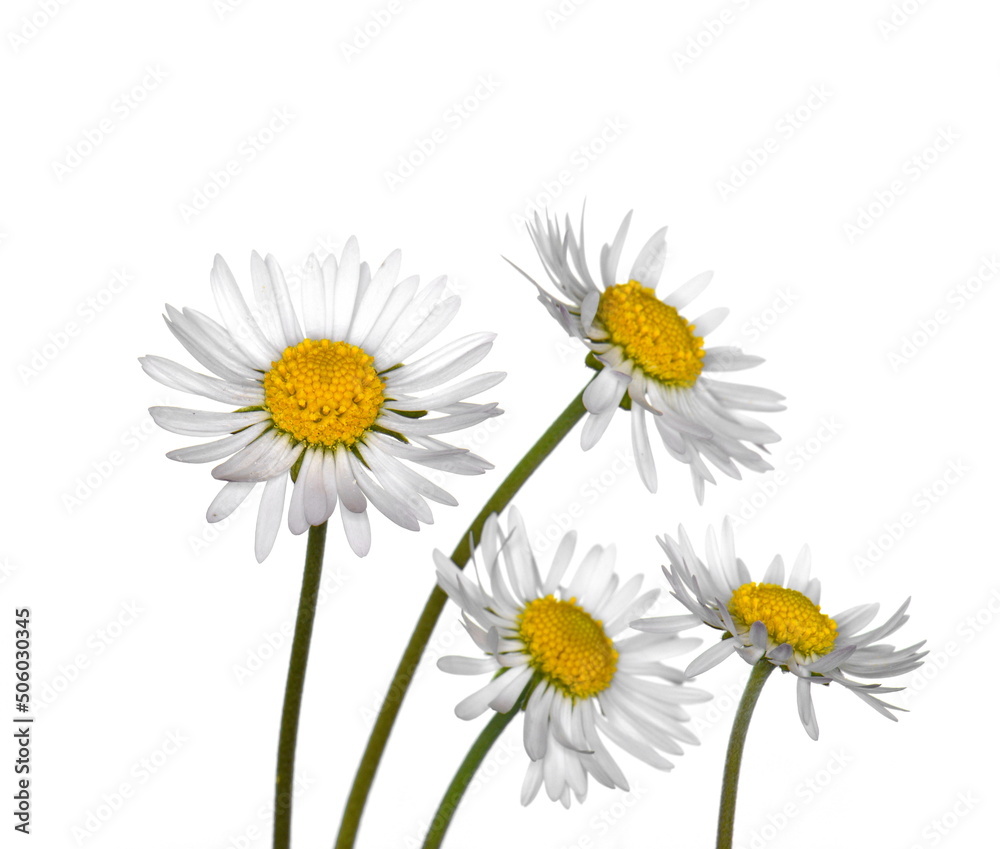 Fototapeta premium Beautiful white daisies (Marguerite) isolated on white background.
