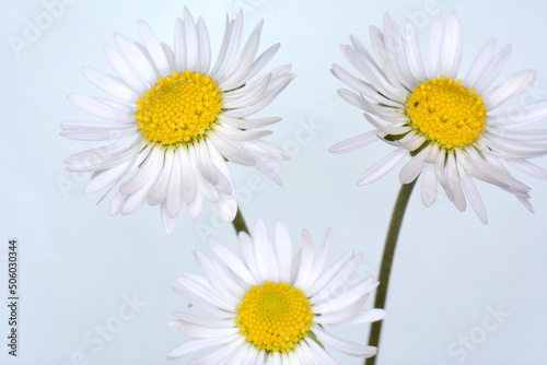white daisies (Marguerite) isolated on white background.