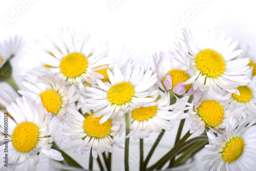 white daisies  Marguerite  isolated on white background.