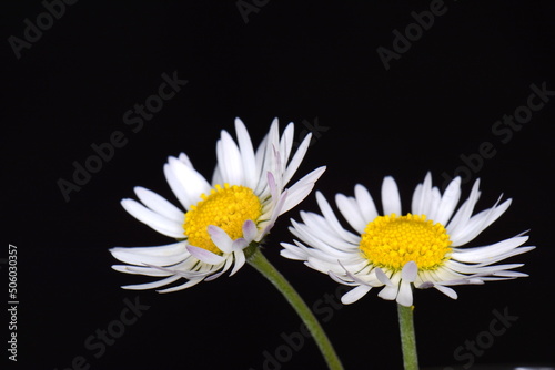 white daisies  Marguerite  isolated on black background.