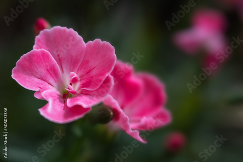 Beautiful pink flower heads on dark green background. Selective focus.