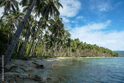 Coconut beach in Port Barton  Palawan  Philippines.