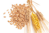 Wheat ears and grains isolated on white background
