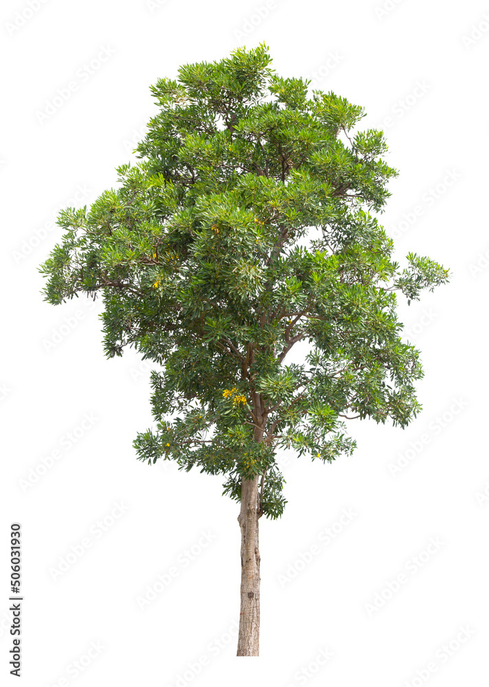 Fototapeta premium Single Tree isolated on white background, With Clipping path.