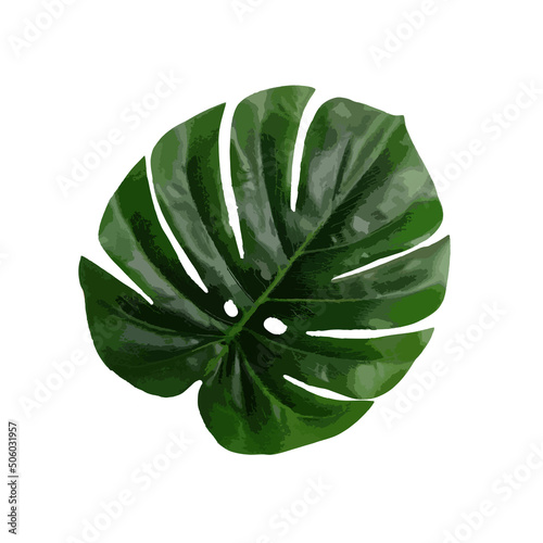 A dark green fresh large monstera leaf isolated on white background as vector illustration.