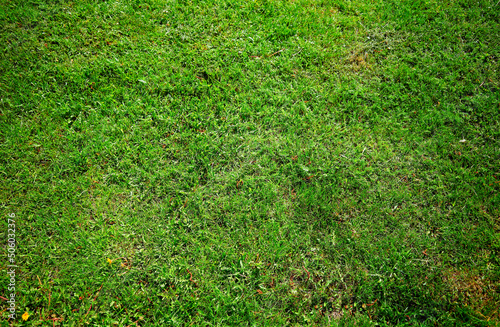 Green summer grass texture backdrop