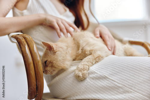Photography beige cat at the hostess's lap close-up