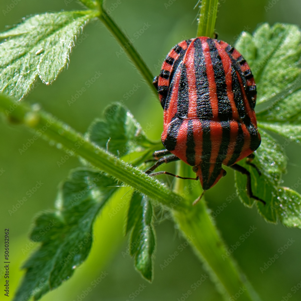 punaise arlequin - graphosoma italicum
punaise arlequin - graphosoma italicum