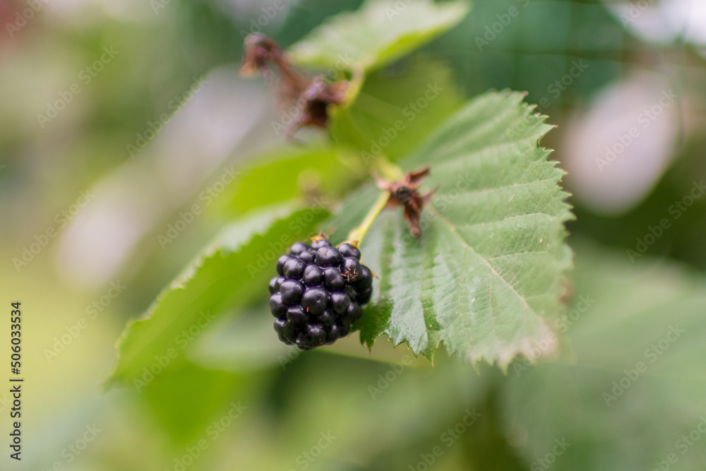 Photography from whole ripe berry black, red blackberry in nature closeup Photography from whole ripe berry black, red blackberry in nature closeup