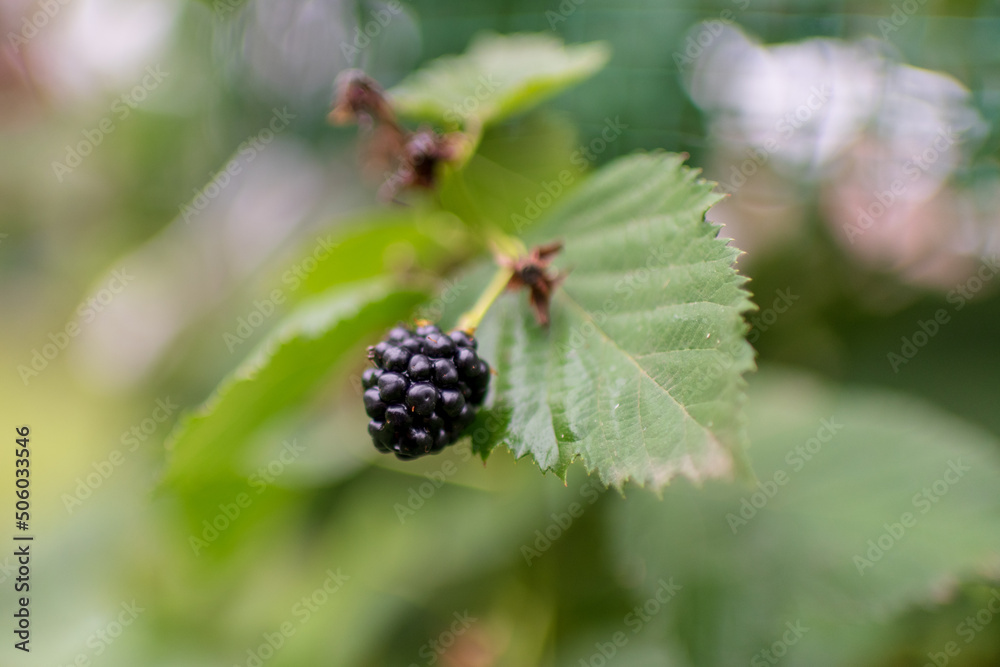 Photography from whole ripe berry black, red blackberry in nature closeup Photography from whole ripe berry black, red blackberry in nature closeup