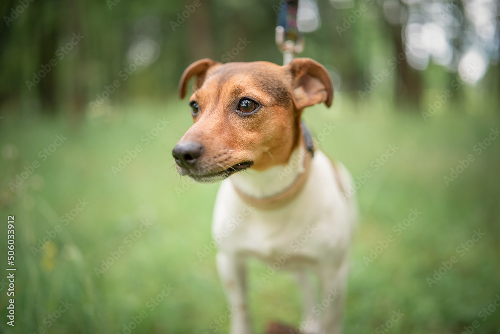 Beautiful thoroughbred Jack Russell Terrier on a walk in the park.