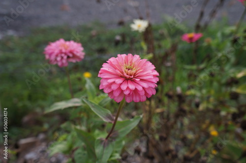 roadside pink flower garden