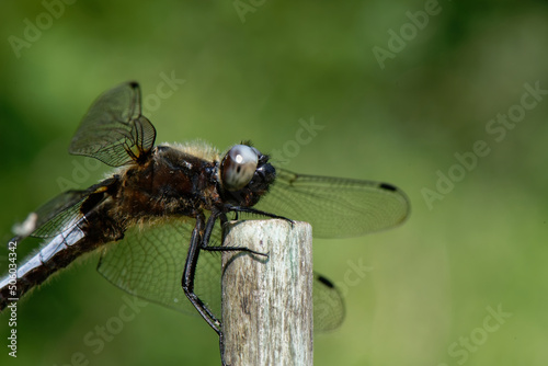 libellule déprimée - Libellula depressa  ©  - Erick M - 
