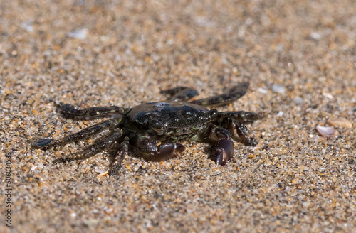 Rennkrabbe - Marmorierte Quadratkrabbe  Pachygrapsus marmoratus 