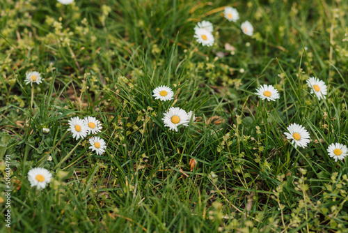 A group of wild white flowers bloom in a meadow in the spring on a sunny day.