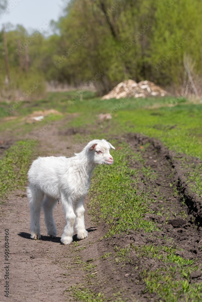 small goat in a field of wheat.. small goat in a field of wheat..