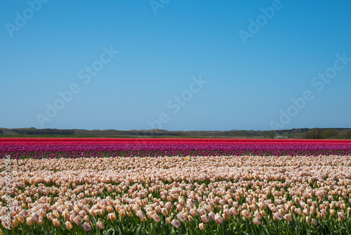 Julianadorp  Netherlands  May 2022. Blooming tulip fields in Julianadorp.