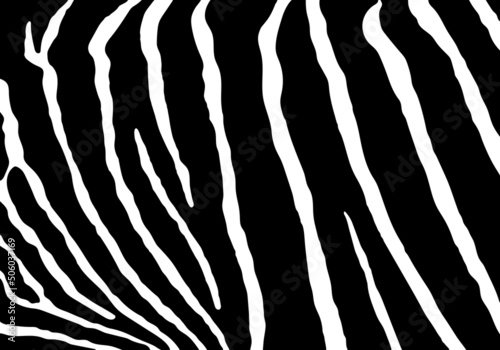 Vector black zebra print pattern animal seamless. Zebra skin abstract for printing  cutting  and crafts Ideal for mugs  stickers  stencils  web  cover. wall stickers  home decorate and more.