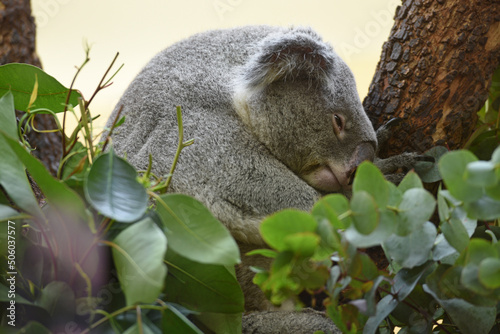 Koala im Zoo Schönbrunn in Wien, Österreich, Europa photo