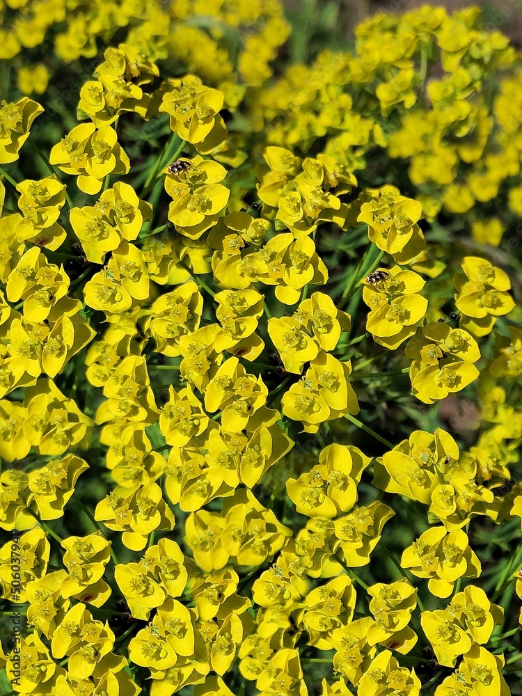 Beautiful spring yellow flower in the garden. Nature background. Beautiful spring yellow flower in the garden. Nature background.