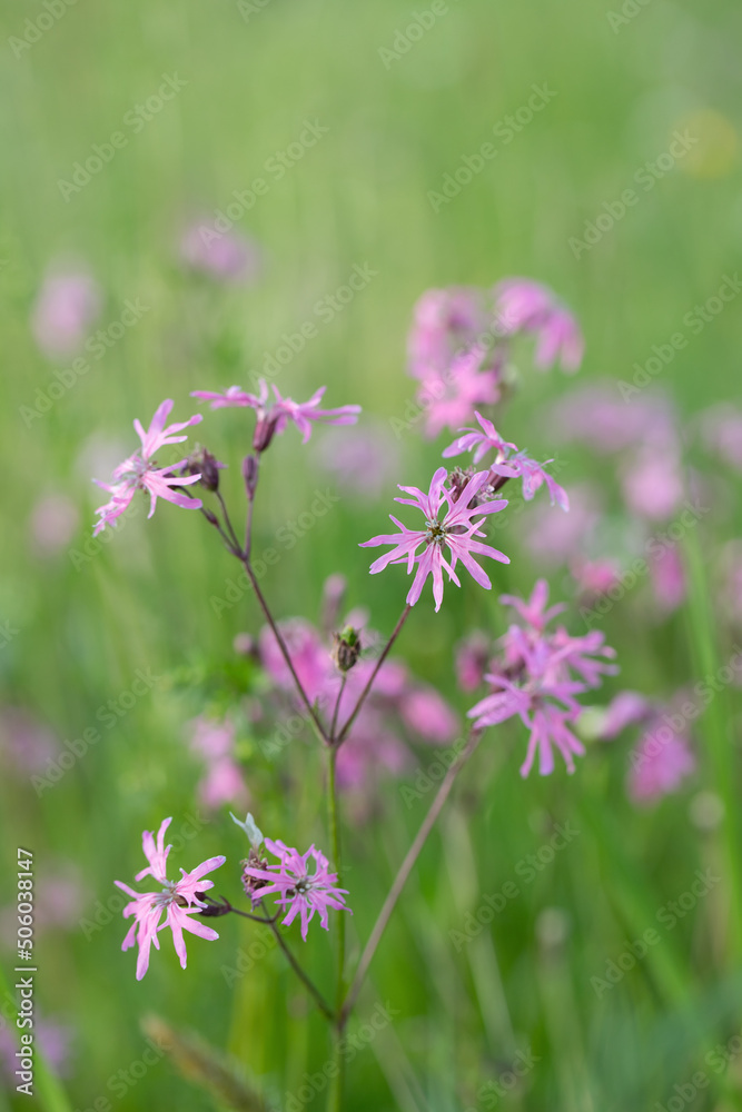 Pink ragged-robin flower (Silene flos-cuculi) on a meadow. Pink ragged-robin flower (Silene flos-cuculi) on a meadow.