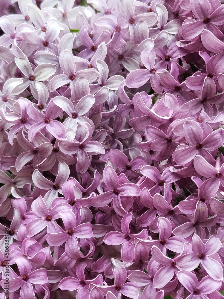 Background of pink lilac flower. Nature backdrop. Spring flowers. Background of pink lilac flower. Nature backdrop. Spring flowers.