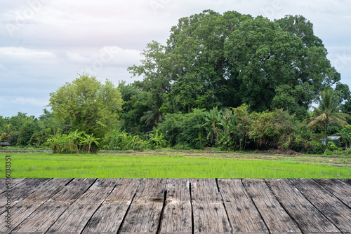 Wooden Table Against Young Rice Paddy Field And Forest Background.