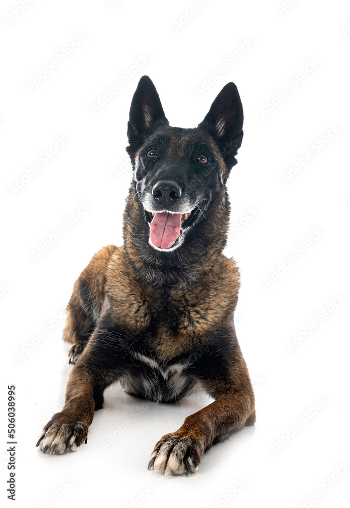 malinois in studio