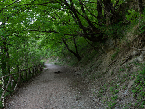 Immagine della natura e della vegetazione sui monti Lucretili, una catena montuosa a pochi passi da Roma