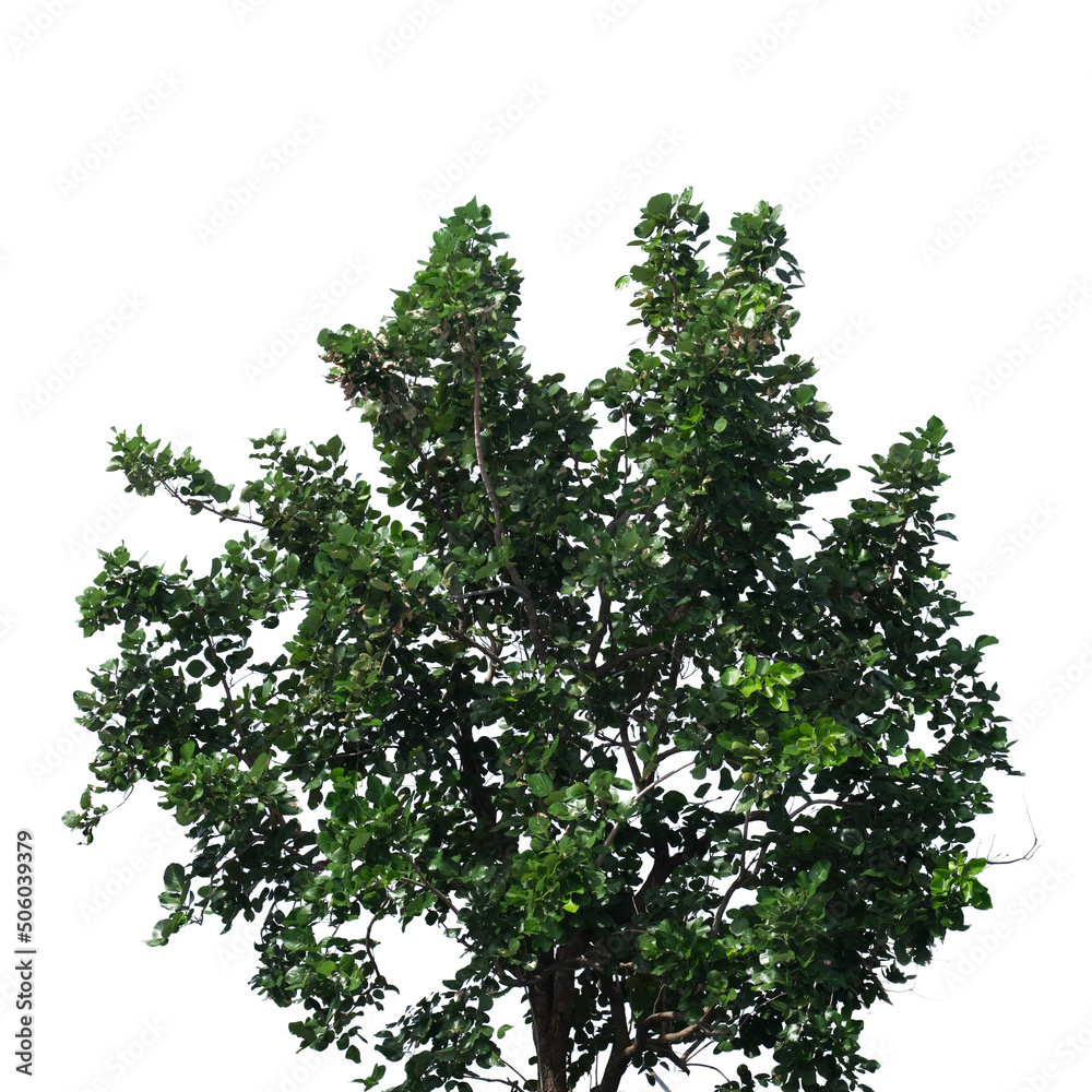 Fototapeta premium Green tree branch isolated on white background