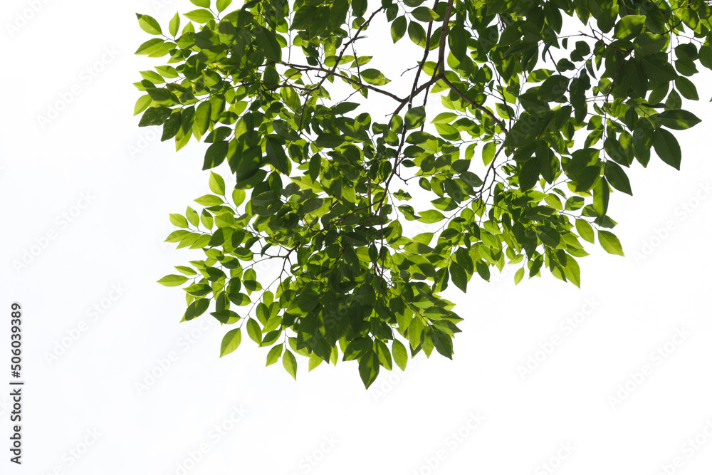 Green tree branch isolated on white background Green tree branch isolated on white background