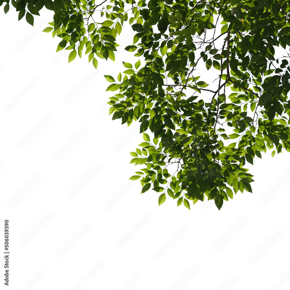 Green tree branch isolated on white background Green tree branch isolated on white background