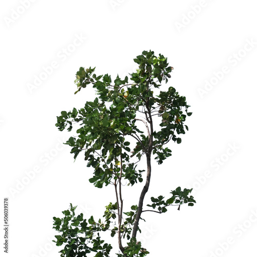 Green tree branch isolated on white background