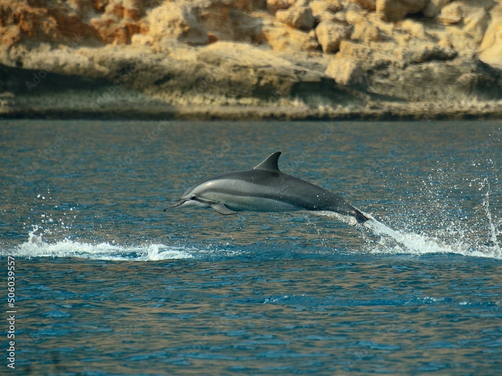 Obraz premium dolphin jumping out of water