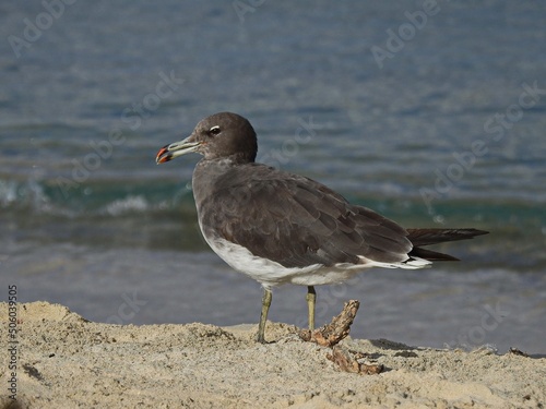 black headed gull