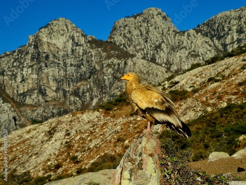 a bird in the mountains