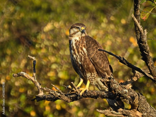 the falcon is sitting on a branch