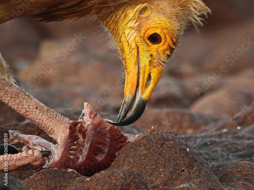 bird of prey